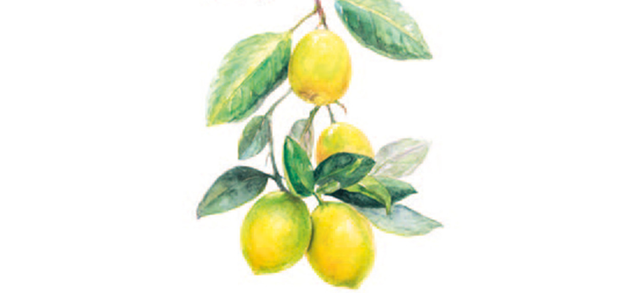 limoni.jpg